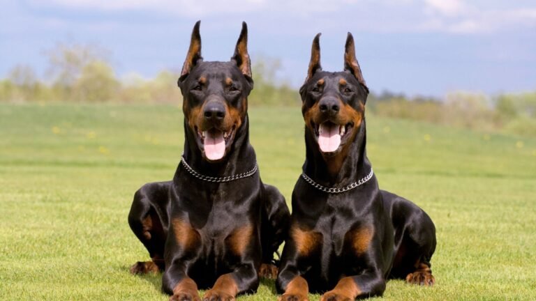DOBERMAN